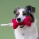 Игрушка Mr.Kranch Косточка для собак мелких и средних пород с канатом 31х9х4см, ярко розовая