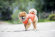 Жилет Puppia Vest B для собак сверхлегкий, размер XL (оранжевый)