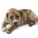 Игрушка Petstages Deerhorn для собак с оленьими рогами 16 см